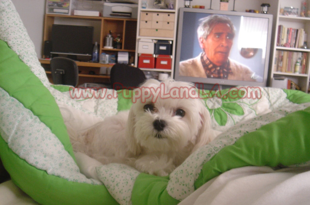 teacup maltese